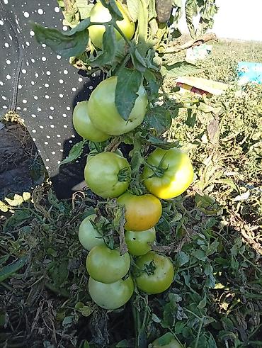 продам тыкву: Помидоры — 3