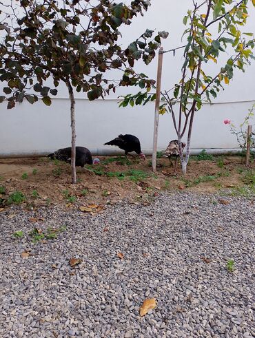 Cücələr: Hinduşka cücələri, Damazlıq — 43