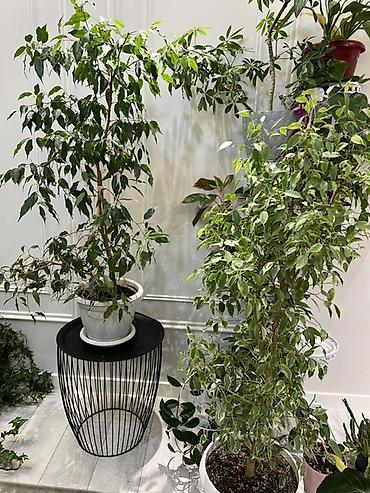 Фикусы: Фикус Бенджамина в напольных кашпо - Два взрослых деревца в отдельных — 2