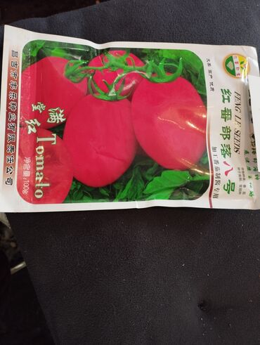 купить рассаду помидор в бишкеке: Семена и саженцы Помидоров