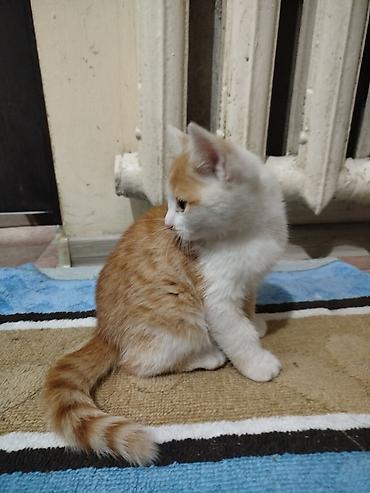 купить собаку в бишкеке: Кошка даром: Беспородная, 2 месяца, Мальчик — 4