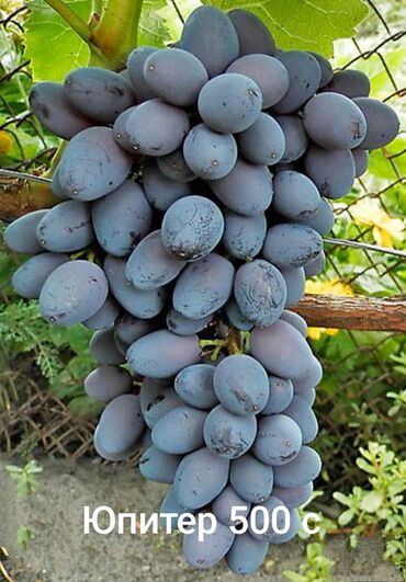 купить фикус: Продаю годовалые саженцы винограда кишмиш неукрывной Юпитер кишмиш