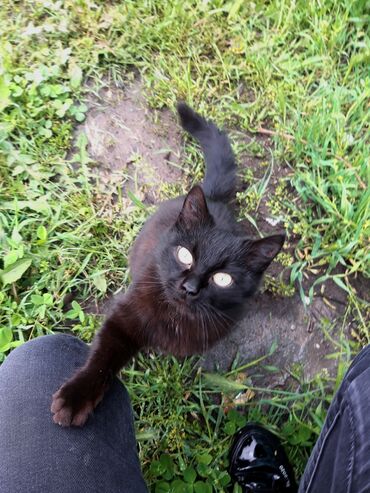сибирская кошка: Черная как ночь. В добрые руки. Кошка девочка, 3 года. Стерилизована