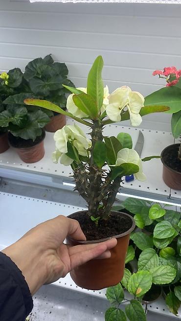 Молочаи: Эуфорбия Миля тайский (Euphorbia milii, «корона Христа») в горшке. - — 10