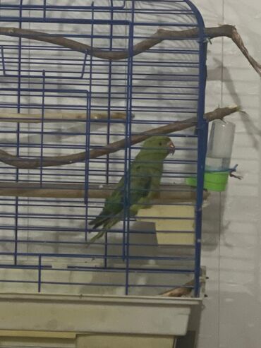 домашняя птица: Продаю ожирелового попугая. 7 месяцев. Без клетки