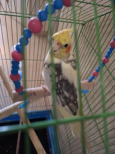 Tutuquşları: Nimfa (Cockatiel) cütü – boz-ağ-qara ləkəli lələklər, sarı çəlpiyi və — 4