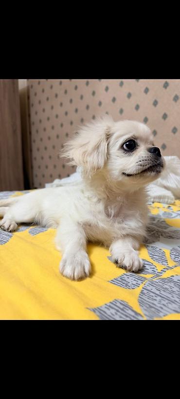 İtlər: Pekines, 4 ay, Dişi, Peyvəndli, Rayonlara çatdırılma, Ünvandan götürmə, Pulsuz çatdırılma — 3