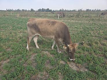 скот корова: Продаю | Корова (самка) — 3
