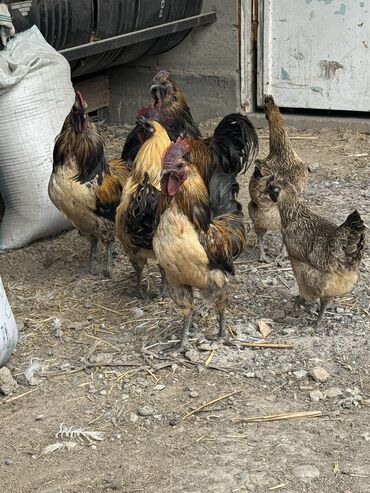 форель бишкек цена: Лакеданзи Оригинал❗️ Подрощенные цыплята возраст от 1 месяца - 3