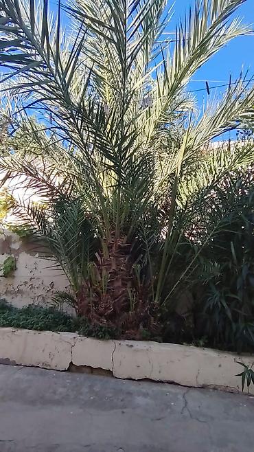 qeleme agaci: Xurma palmı (Phoenix dactylifera) – iri ölçülü, çoxgövdəli görünüşlü — 1