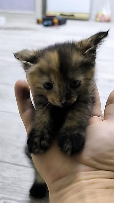 Продажа кошек: Тайская, 1 месяц, Мальчик — 8