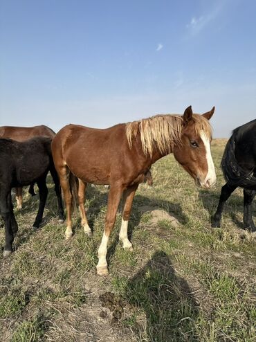 Лошади, кони: Продаю | Жеребенок, Жеребец, Кобыла (самка) | Кара Жорго | Для молока, Для разведения, На забой — 17