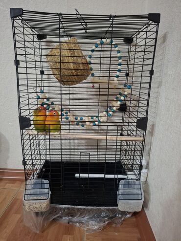 дом попугая: Продаются Неразлучники! 
С клеткой, кормом 8000с