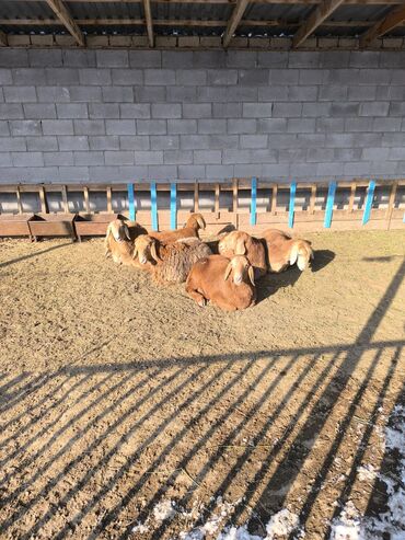 Бараны, овцы: Продаю | Овца (самка), Ягненок | Арашан | Для разведения | Ярка — 7