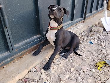 pitbul balaları: Pitbul, 4 ay, Erkək, Ünvandan götürmə — 1