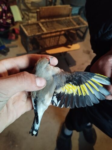 сколько стоит кролик домашний: Щегол (Carduelis carduelis) - Певчая птица с ярким оперением: крылья
