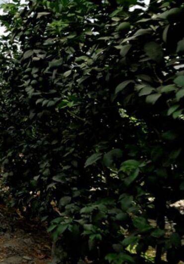 grass химия: Лимон 🍋 кочот сатылат 60 штук 3 жылдык сорту жакшы каттык сорт