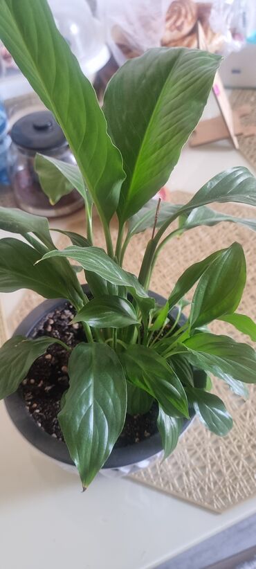 Драцены и Сансевиерии: Распродажа цветов долларовое дерево в красивых горшках отлично — 25