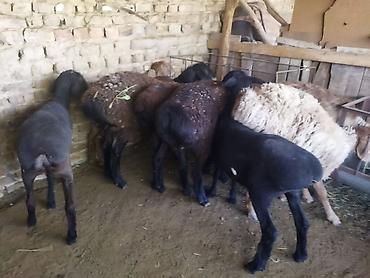 продам ягнят: Продаю | Овца (самка) | Полукровка | На забой, Для разведения | Кастрированные, Матка, Ярка — 1