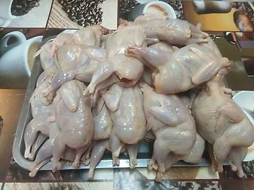 перепёлка: Перепела, вес 250 -300 грамм, мясистые тушки, молодняк. Перепёлок — 1