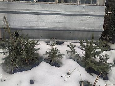 японский карлик: Находимся в городе Кара-Балта! Ель Тянь-Шаньская 6 шт 50-60 см -по — 2