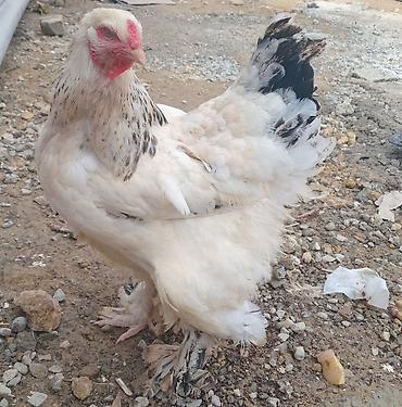 it bazari 2019: Toyuq, Brama, Damazlıq — 3