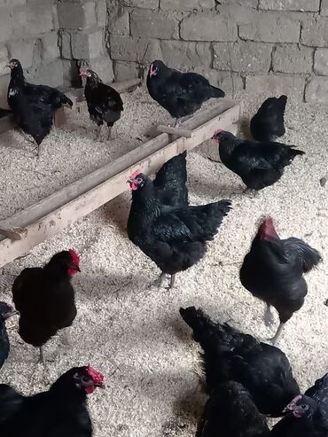 broyler cuce satisi: Avstralorp toyuqlarının mayalı yumurtası satılır. Çatdırılma Koroğlu