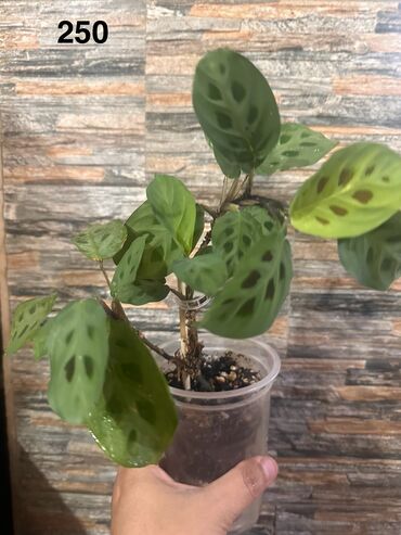 Другие комнатные растения: Комнатные растения — 14