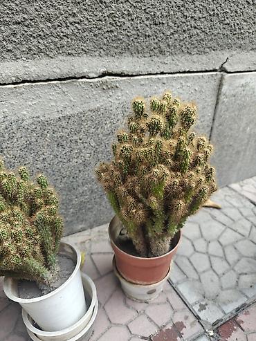 Бөлмө өсүмдүктөрү: Кактусы в горшках (многоствольные колонии). - Внешний вид: плотные — 4