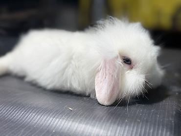 kaliforniya dovsani: Miniatür lop qulaq dovşan balaları - Cins: Lop qulaq (aşağı sallanan — 3