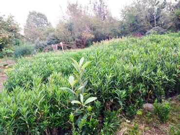 Ağaclar: Dekorativ agaclar — 3