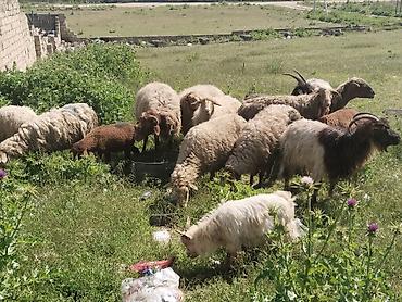 qala cinsi qoyun satilir: Salam tam saglam heyvanlardir qoyunlar ve keciler isdeyen elaqe — 4