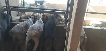 сокол цена птица: Продаю | Ягненок | Полукровка | Для разведения | Матка — 3