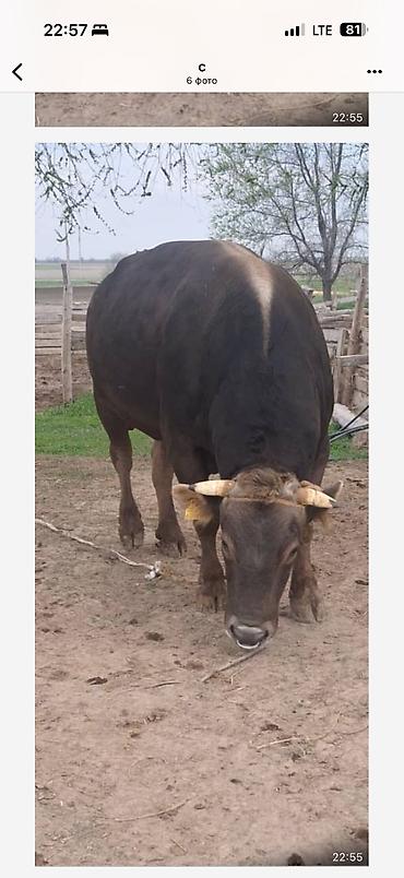 Коровы, быки: Продаю | Бык (самец) | Для разведения — 15