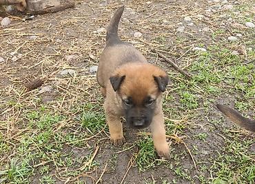 Продажа собак: Бельгийская овчарка, 1 месяц, Самец at lalafo.kg — 6 Продажа собак: Бельгийская овчарка, 1 месяц, Самец — 6