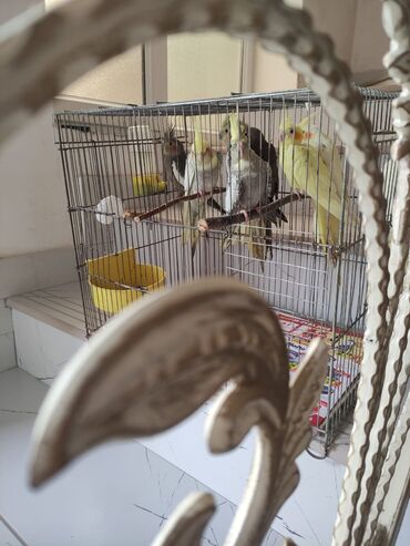 Tutuquşları: Korella tek tek erkey dişi Cüt Valnist qəfəs Valnist 15 Azn balasi — 19