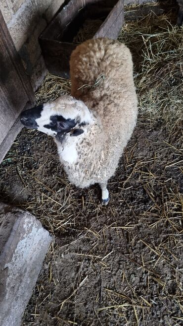 Qoyunlar, qoçlar: Qoyun. Toğlu Bu toğlu Dizi gözü qara sağlam damazliqa yararli sakit ev — 6