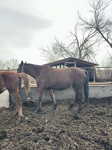 Лошади, кони: Продаю | Кобыла (самка), Конь (самец), Жеребенок | Полукровка | На забой, Для разведения, Для молока — 12