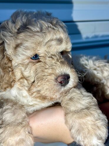 İtlər: Pudel, 2 ay, Peyvəndli — 2