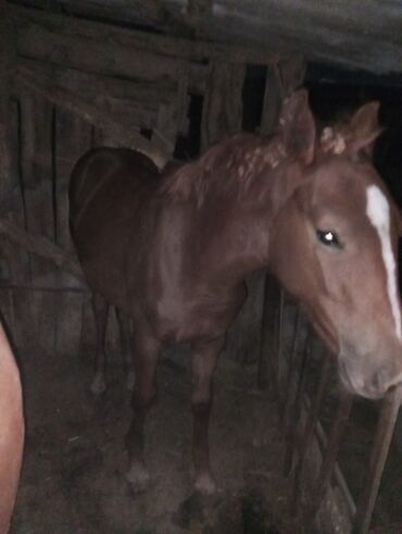 обмен на корову: Продаю | Жеребенок | Рабочий