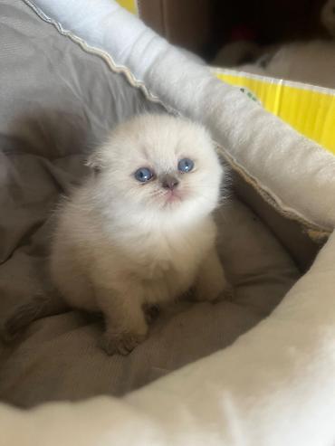 Pişiklər: Britan, Erkək, Dişi — 18