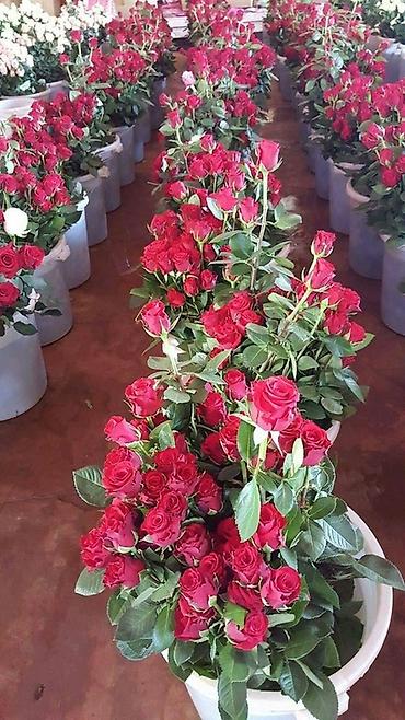 Роза: Саженцы — 2