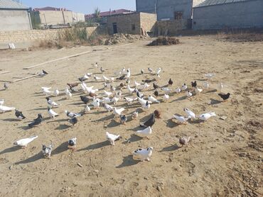 Göyərçinlər: Məhsul: Göyərçin sürüsü Təsvir: - Şəkillərdə müxtəlif rəng və — 6