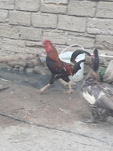 kend cuceleri: Cins xoruz satilir tecili.Qiymet 25 manat — 3