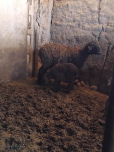 Баран, овца: Продаю | Овца (самка) | Для разведения | Матка — 6