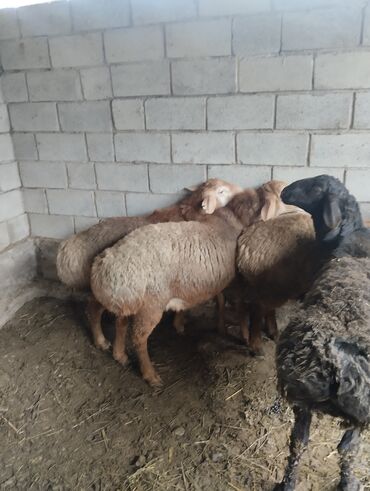 Баран, овца: Продаю | Баран (самец) | Арашан | Для разведения | Осеменитель — 8