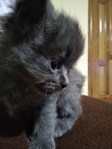 кошка британская шиншилла: Кошка даром: Русская голубая, 2 месяца, Девочка, Метис