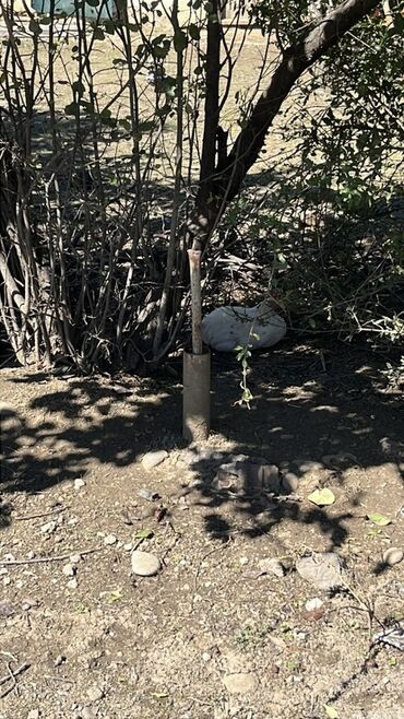 Torpaq sahələrinin satışı: 4 sot, Tikinti, Mülkiyyətçi, Kupça (Çıxarış), Texniki pasport -da lalafo.az — 6 Torpaq sahələrinin satışı: 4 sot, Tikinti, Mülkiyyətçi, Kupça (Çıxarış), Texniki pasport — 6