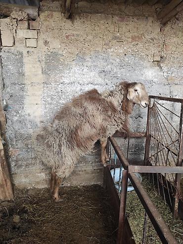 Баран, овца: Продаю | Овца (самка) | Для разведения | Ярка — 12
