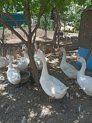 Qazlar: Dişi, Damazlıq, Pulsuz çatdırılma — 1